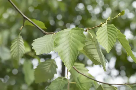 Alnus incana - 150-175 CM C15 - image 4