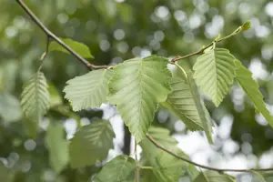Alnus incana - 150-175 CM C15 - image 4