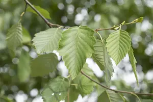 Alnus incana - 1/0 40-60 CM - image 3