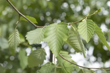 Alnus incana - 1/0 40-60 CM - image 4