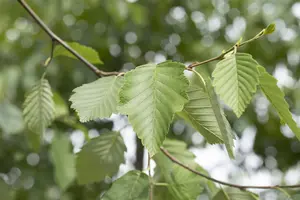 Alnus incana - MULTISTEM 175-200 CM RB - image 4