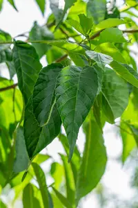 Alnus spaethii - 60-80 CM C2 WHIP - image 5