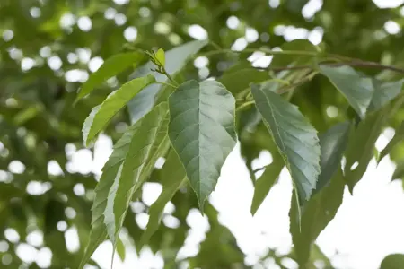 Alnus spaethii - 150-175 CM C5 WHIP - image 1