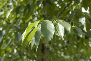 Alnus spaethii - 150-175 CM C5 WHIP - image 2