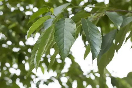 Alnus spaethii - 150-175 CM C5 WHIP - image 3