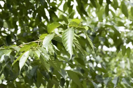 Alnus spaethii - 150-175 CM C5 WHIP - image 4