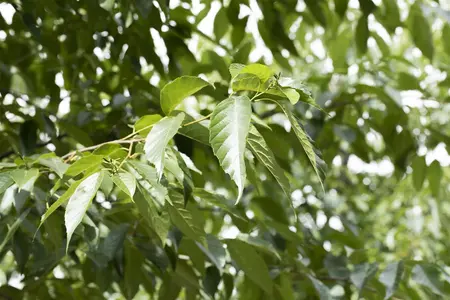 Alnus spaethii - MULTISTEM 300-350 CM CONT - image 4