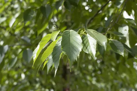 Alnus spaethii - STDS 12-14 CM CONT - image 2