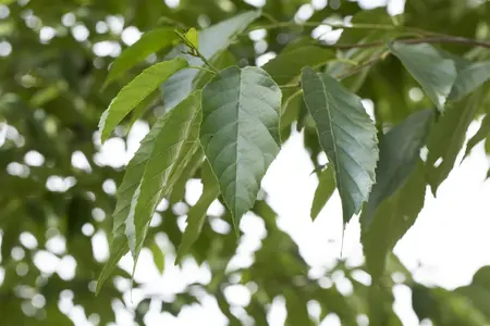 Alnus spaethii - STDS 12-14 CM CONT - image 3