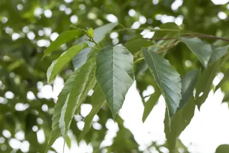 Alnus spaethii - STD 18-20 CM CONT - image 1