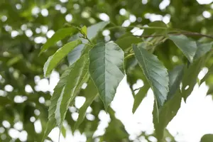 Alnus spaethii - STD 18-20 CM CONT - image 1