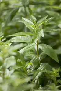 Aloysia citriodora - P13 - image 3