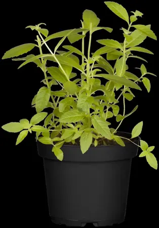 Aloysia citriodora - P13 - image 5