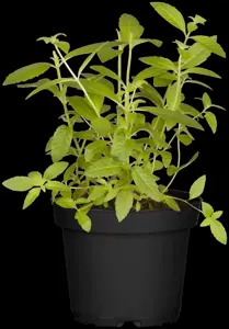 Aloysia citriodora - P13 - image 5