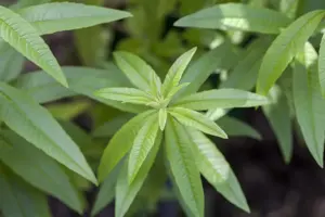 Aloysia citriodora