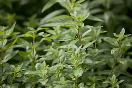 Aloysia citriodora - P13 - image 4
