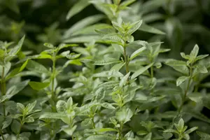 Aloysia citriodora - P13 - image 4
