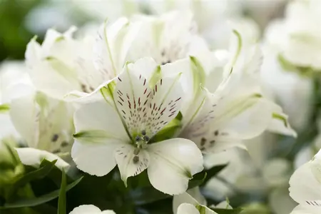 Alstoemeria 'Noble' - 2 Ltr pot - image 1