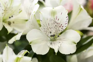 Alstroemeria 'Charlene' - 3 Ltr pot - image 2