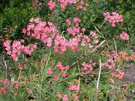 Alstroemeria 'Charlene' - 3 Ltr pot - image 3