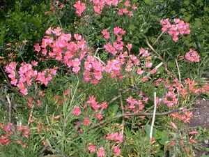 Alstroemeria 'Charlene' - 3 Ltr pot - image 3