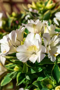 Alstroemeria 'Claressa' - 3 Ltr pot - image 2
