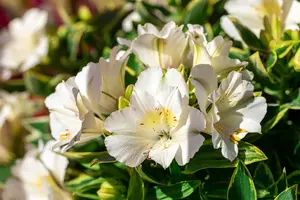 Alstroemeria 'Claressa'