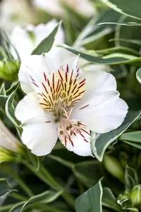 Alstroemeria 'Colorita Fabiana'?