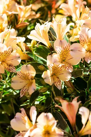 Alstroemeria 'Colorita Fabiana'? - 3 Ltr pot - image 4