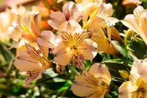 Alstroemeria 'Colorita Fabiana'? - 3 Ltr pot - image 2