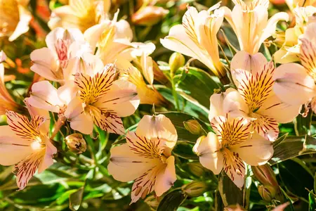 Alstroemeria 'Colorita Fabiana'? - 3 Ltr pot - image 3