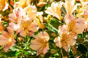 Alstroemeria 'Colorita Fabiana'? - 3 Ltr pot - image 3