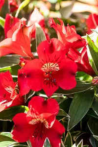 Alstroemeria 'Colorita Katiana'? - 3 Ltr pot - image 2