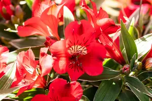 Alstroemeria 'Colorita Katiana'?