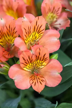 Alstroemeria 'Eliana Orange' - 3 Ltr pot - image 1