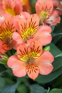 Alstroemeria 'Eliana Orange'