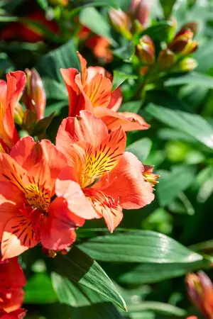 Alstroemeria 'Eliana Orange' - 3 Ltr pot - image 3