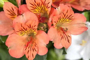 Alstroemeria 'Eliana Orange' - 3 Ltr pot - image 2