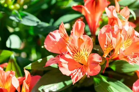 Alstroemeria 'Eliana Orange' - 3 Ltr pot - image 4