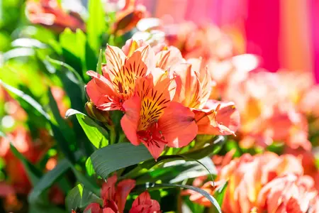 Alstroemeria 'Eliana Orange' - 3 Ltr pot - image 5
