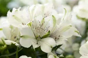 Alstroemeria 'Incalys Salmon' - 2 Ltr pot - image 3