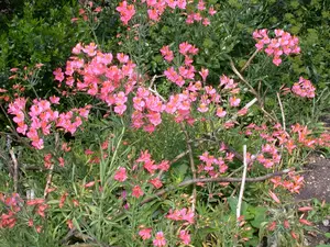 Alstroemeria 'Incalys Salmon' - 2 Ltr pot - image 3