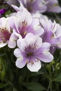Alstroemeria inticancha 'Moon' 