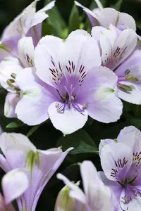 Alstroemeria inticancha 'Moon'  - 2 Ltr pot - image 3