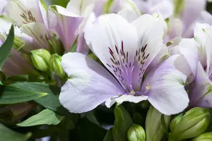 Alstroemeria inticancha 'Moon'  - 2 Ltr pot - image 2