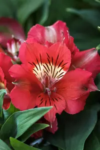Alstroemeria 'Kate'