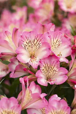 Alstroemeria 'Summer Break' - 3 Ltr pot - image 4