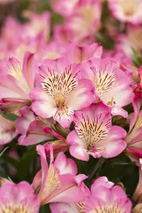 Alstroemeria 'Summer Break' - 3 Ltr pot - image 4