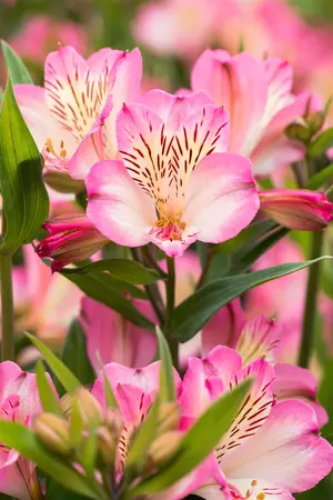Alstroemeria 'Summer Break' - 3 Ltr pot - image 5