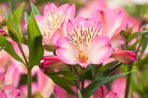 Alstroemeria 'Summer Break' - 3 Ltr pot - image 5